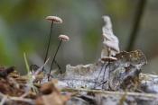 Paardenhaartaailing (Gymnopus androsaceus) 10-2025 2284